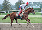 California Chrome Unfazed by Opossum on Track California Chrome Unfazed by Opossum on Track