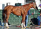 California Chrome's Stud Future Looks Tricky California Chrome's Stud Future Looks Tricky
