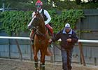 California Chrome Schools in Belmont Paddock California Chrome Schools in Belmont Paddock