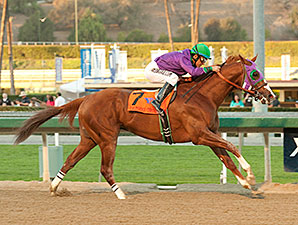 California Chrome Gallops in Cal Cup Derby California Chrome Gallops in Cal Cup Derby