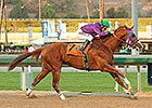 California Chrome Gallops in Cal Cup Derby California Chrome Gallops in Cal Cup Derby