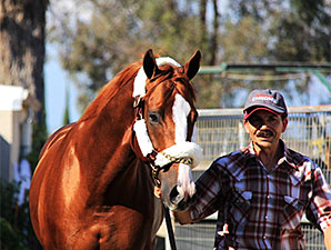 California Chrome Back Home in Sherman Barn