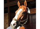 'Chrome' Eyes BC Classic, Bayern Has Options 'Chrome' Eyes BC Classic, Bayern Has Options