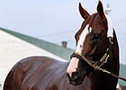 California Chrome Big Favorite in Oaks-Derby California Chrome Big Favorite in Oaks-Derby
