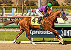 California Chrome Shines Again in San Felipe California Chrome Shines Again in San Felipe