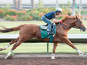 California Chrome Sharpens Up at Los Alamitos California Chrome Sharpens Up at Los Alamitos