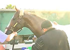California Chrome Works February 1, 2015 California Chrome Works February 1, 2015