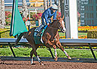 California Chrome Was Flashy From the Start California Chrome Was Flashy From the Start