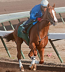 California Chrome Boasts Strong Foundation California Chrome Boasts Strong Foundation