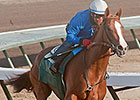 California Chrome Boasts Strong Foundation California Chrome Boasts Strong Foundation