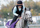 Will 'Flag' Unfurl in Turf Sprint?