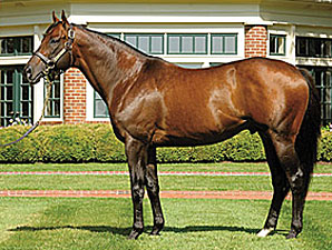 Candy Ride Filly Tops Barretts Sale Candy Ride Filly Tops Barretts Sale
