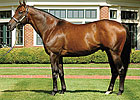 Candy Ride Filly Tops Barretts Sale Candy Ride Filly Tops Barretts Sale