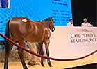 Cape Thoroughbred Sale - Mike Bass