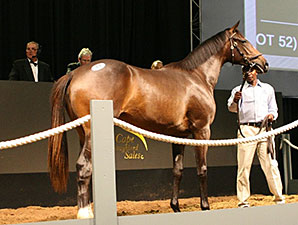 Giant's Causeway Filly Co-Topper at Cape Sale Giant's Causeway Filly Co-Topper at Cape Sale
