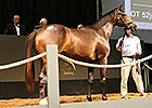 Giant's Causeway Filly Co-Topper at Cape Sale Giant's Causeway Filly Co-Topper at Cape Sale