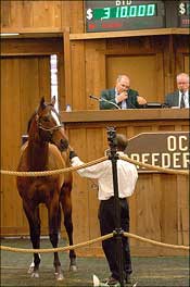 Cape Town Colt Tops Third Session of OBS Spring Sale Cape Town Colt Tops Third Session of OBS Spring Sale