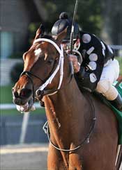Capeside Lady Decisive Winner of Bayakoa Capeside Lady Decisive Winner of Bayakoa