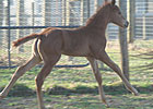Capitano Sires First Foal Capitano Sires First Foal