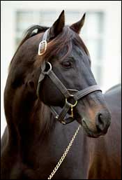 Champion Capote Dead at 23 Champion Capote Dead at 23
