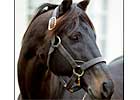 Champion Capote Dead at 23