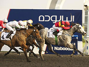 Al Shindagha Sprint Draws Full Field of 14 Al Shindagha Sprint Draws Full Field of 14