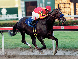 Stallion Captain Steve Dies in Japan Stallion Captain Steve Dies in Japan