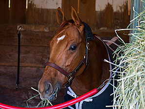 Caracortado Out of BC Turf Sprint Caracortado Out of BC Turf Sprint