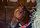Caracortado Out of BC Turf Sprint Caracortado Out of BC Turf Sprint