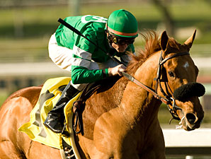 Caracortado Puts New Indiana Stallion on Map Caracortado Puts New Indiana Stallion on Map