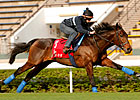 Carlton House to Stand at Darley in Australia Carlton House to Stand at Darley in Australia