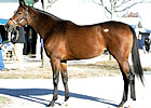 Carribean Sunset Goes for $1 Million Carribean Sunset Goes for $1 Million