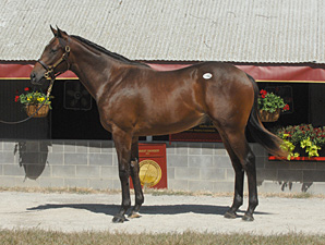 Castaway Got Better and Better As a Yearling Castaway Got Better and Better As a Yearling