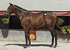 Castaway Got Better and Better As a Yearling Castaway Got Better and Better As a Yearling
