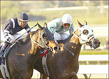 Cat Fighter Scratches Out La Canada Triumph Cat Fighter Scratches Out La Canada Triumph