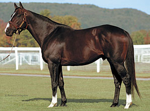 Leading NY Sire Catienus Back to KY Leading NY Sire Catienus Back to KY