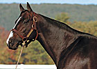 Leading NY Sire Catienus Back to KY Leading NY Sire Catienus Back to KY