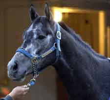 Steve Haskin's Derby Report: Sweet New Faces and More on the Way Steve Haskin's Derby Report: Sweet New Faces and More on the Way