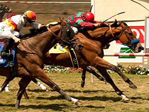 Celtic New Year Rings in Breeders' Cup Berth Celtic New Year Rings in Breeders' Cup Berth