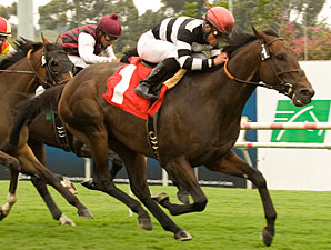 Champ Pegasus: Ready for BC Turf Competition Champ Pegasus: Ready for BC Turf Competition