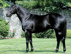 Chapel Royal Sold to Korean Breeders Chapel Royal Sold to Korean Breeders