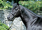 Chapel Royal Sold to Korean Breeders Chapel Royal Sold to Korean Breeders
