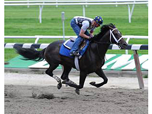 Charitable Man Ready for the Belmont Charitable Man Ready for the Belmont