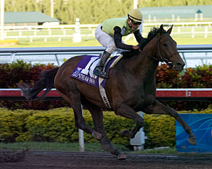Millennium at Moon Lake to Stand 7 Stallions Millennium at Moon Lake to Stand 7 Stallions