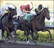 Prep Under Belt, Chatain Pointed to Cigar Mile Prep Under Belt, Chatain Pointed to Cigar Mile