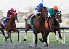 Chocolate Candy Impressive in Cal Derby 