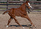 Circular Quay Sires First Foal