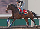 Can Cirrus des Aigles Upset Bluebloods Again? Can Cirrus des Aigles Upset Bluebloods Again?
