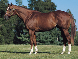 Maryland Stallion Citidancer Euthanized Maryland Stallion Citidancer Euthanized