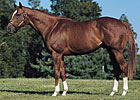 Maryland Stallion Citidancer Euthanized